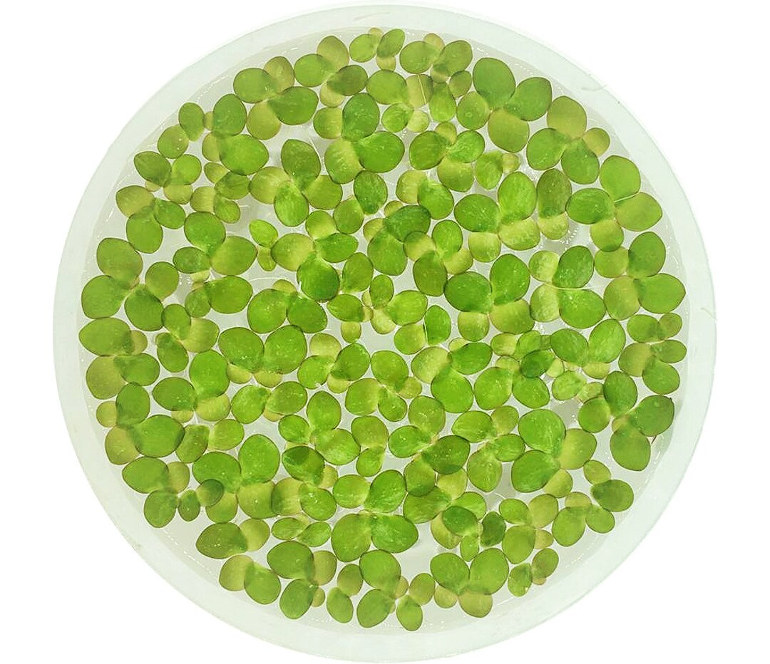 SALE Giant Duckweed, Spirodela Polyrhiza, Live Aquarium/aquatic/floating/pond Plant Etsy