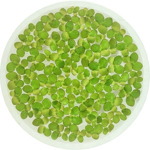 Giant Duckweed, Spirodela polyrhiza, Live Aquarium/Aquatic/Floating/Pond Plant