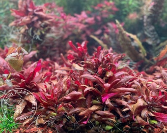 Alternanthera reineckii 'Rosanervig', Live Aquarium/Aquatic/Foreground/Red Plant,Planted Tank,Aquascape