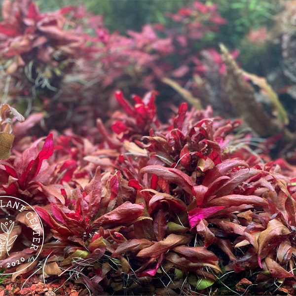 Alternanthera reineckii 'Rosanervig', Live Aquarium/Aquatic/Foreground/Red Plant,Planted Tank,Aquascape