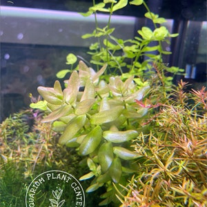 Bacopa caroliniana red, Live Aquarium/Aquatic/Foreground/Midground/Background/Stem Plant,Planted Tank,Aquascaping