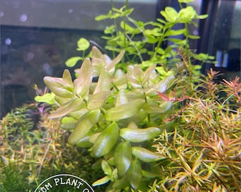 Bacopa caroliniana red, Live Aquarium/Aquatic/Foreground/Midground/Background/Stem Plant,Planted Tank,Aquascaping