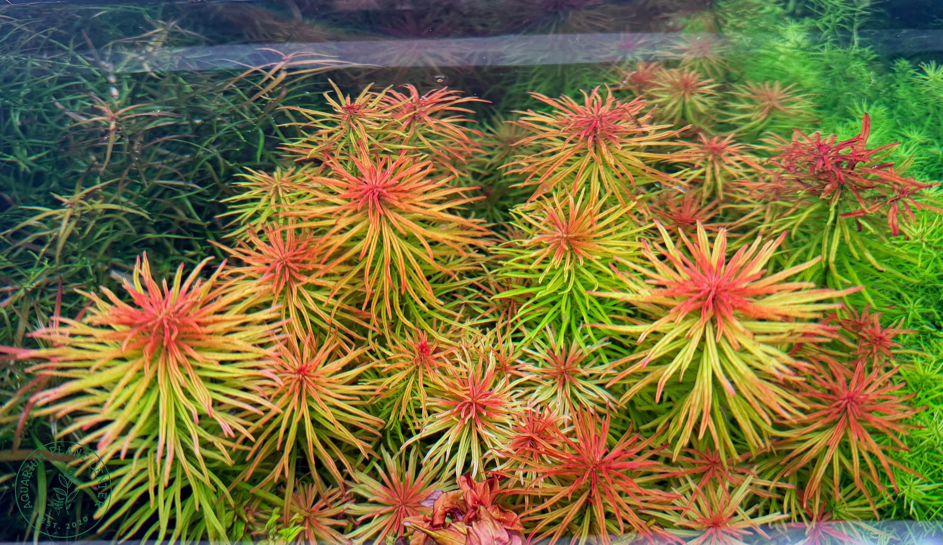 Ludwigia pantanal, Live Aquarium/Aquatic/Background/Red Plant,Planted Tank,Aquascape