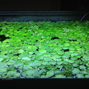 Venta Amazon frogbit, Limnobium laevigatum, Acuario Vivo/Acuático/Flotante/Planta de Estanque imagen 3