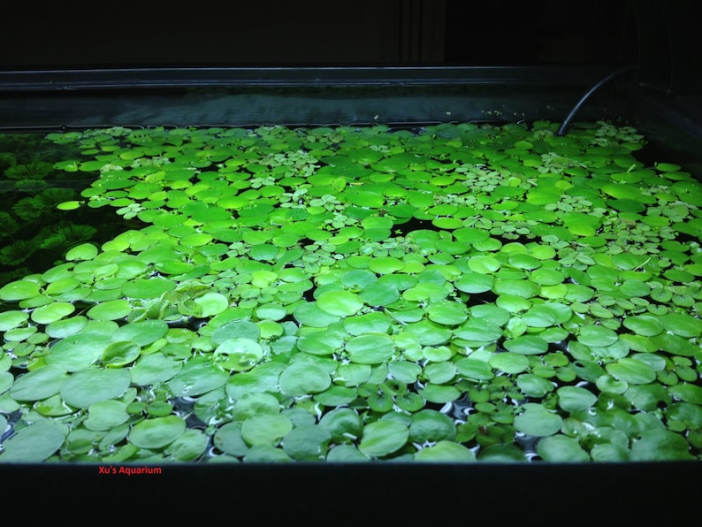 Sale Amazon frogbit, Limnobium laevigatum, Live Aquarium/Aquatic/Floating/Pond Plant image 3