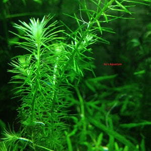 Stream Bogmoss, Mayaca fluviatilis, Live Aquarium/Aquatic/Background/Red Plant,Planted Tank,Aquascap image 2