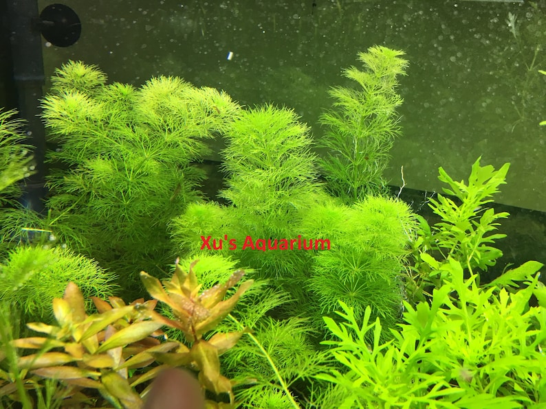 Limnophila indica, Live Aquarium/Aquatic/Background/Red Plant,Planted Tank,Aquascape image 1