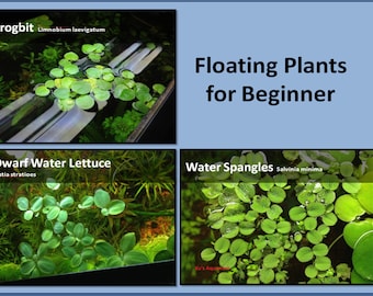 Floating Plant Package #1, Frogbit + Dwarf Water Lettuce + Water Spangles,Live Aquarium/Floating/Pond/aquatic Plant, Aquascaping, betta tank