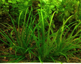 Blyxa Japonica, Live Aquarium/Aquatic/Background/Red Plant,Planted Tank,Aquascape