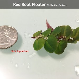 Floating Plant Package 2, Frogbit Red Root Floater Dwarf Water Lettuce Water Spangles,Live Aquarium/Floating/Pond/aquatic Plant image 3