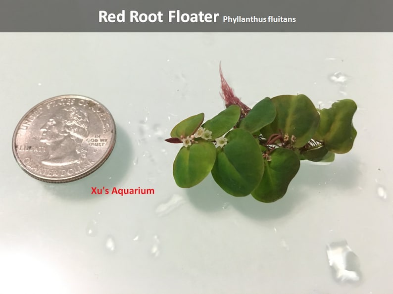 Floating Plant Package 2, Frogbit Red Root Floater Dwarf Water Lettuce Water Spangles,Live Aquarium/Floating/Pond/aquatic Plant image 3