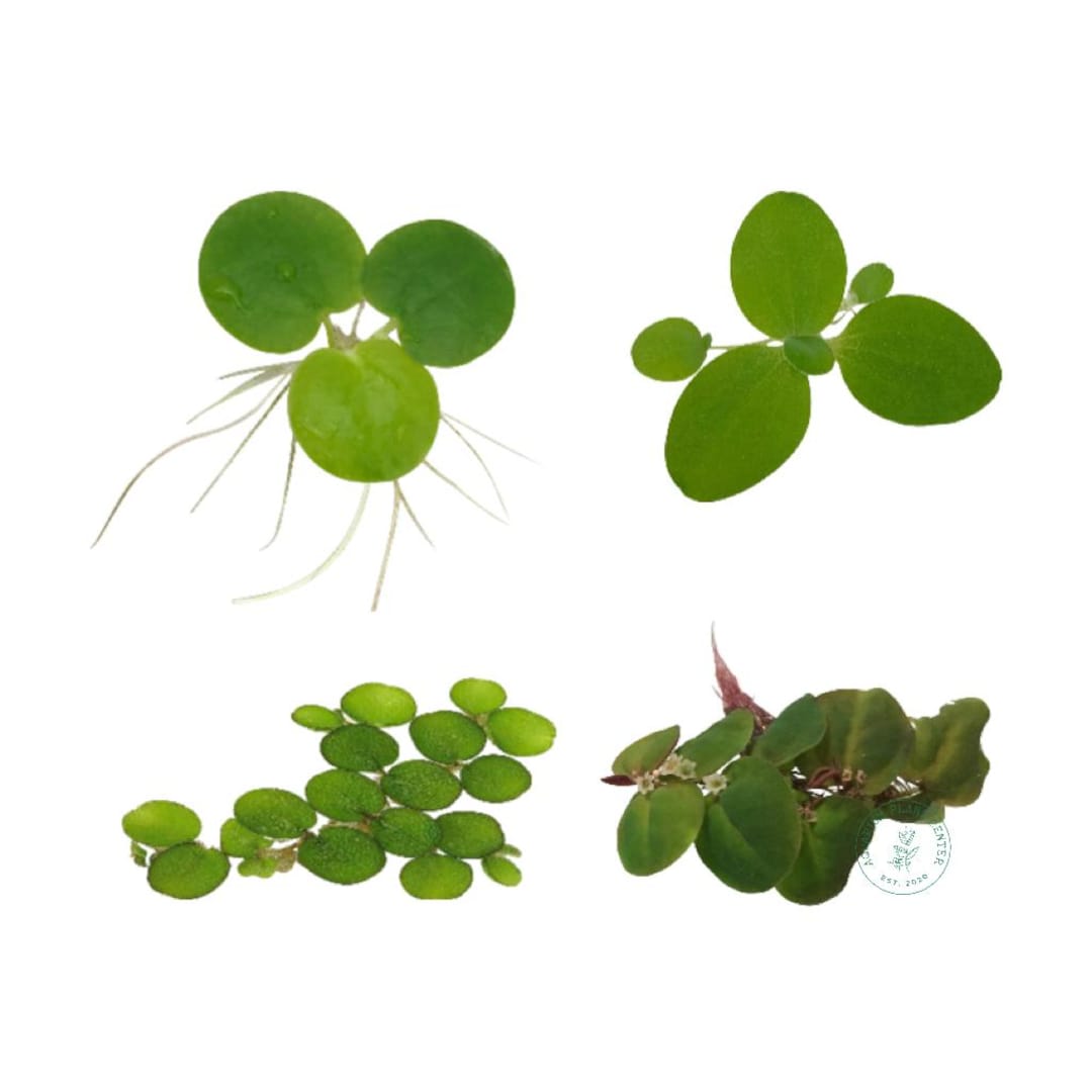 Floating Plant Package #2, Frogbit + Red Root Floater + Dwarf Water ...