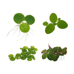 Floating Plant Package #2, Frogbit + Red Root Floater + Dwarf Water Lettuce + Water Spangles,Live Aquarium/Floating/Pond/aquatic Plant