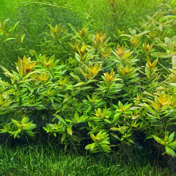 Ludwigia repens, Live Aquarium/Aquatic/Background/Red/Stem Plant,Planted Tank,Aquascape