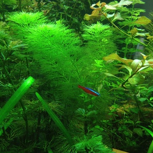 Limnophila indica, Live Aquarium/Aquatic/Background/Red Plant,Planted Tank,Aquascape image 2