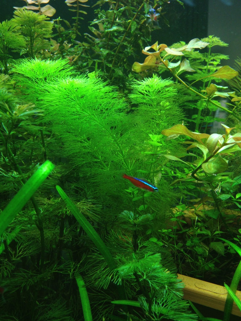 Limnophila indica, Live Aquarium/Aquatic/Background/Red Plant,Planted Tank,Aquascape image 2