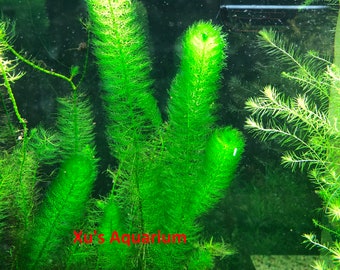 Foxtail 'Green', Myriophyllum pinnatum, Live Aquarium/Aquatic/Background/Stem Planted Tank,Aquascape