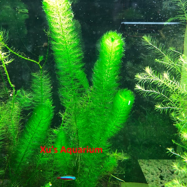 Foxtail 'Green', Myriophyllum pinnatum, Live Aquarium/Aquatic/Background/Stem Planted Tank,Aquascape