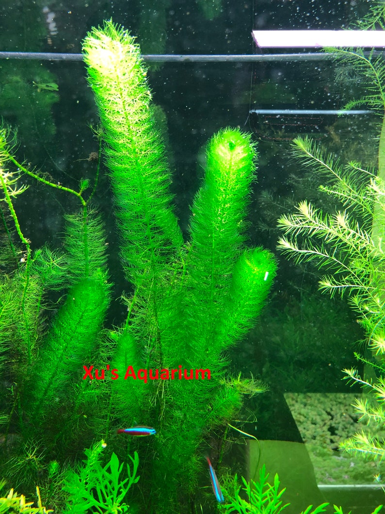 K&ouml;nnte beinhalten: Nahaufnahme einer gr&uuml;nen Aquarienpflanze mit langen, d&uuml;nnen Bl&auml;ttern. Die Pflanze w&auml;chst in einem Glasbecken und ist von anderen Pflanzen umgeben. Der Text "Xu's Aquarium" ist in der linken unteren Ecke des Bildes sichtbar.