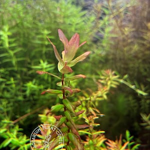 May include: Close-up of a vibrant aquatic plant with green and reddish leaves. The plant has a central stem with multiple leaves and is surrounded by other green plants. The image includes the text "Aquarium Plant Center Est. 2020".