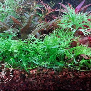 Ranunculus inundatus, Live Aquarium/Aquatic/Foreground Plant, Planted Tank, Aquascape