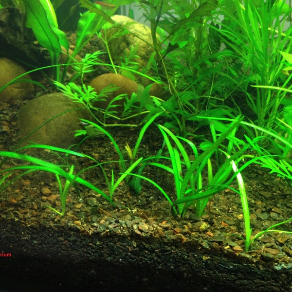 Dwarf Sag, Sagittaria subulata, Live Aquarium/Aquatic/Foreground Plant