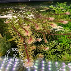 Rotala sp. "Enie" / Rotala sp. "Cambodia"/Live Aquarium/Aquatic/Background/Red Plant,Planted Tank,Aquascape