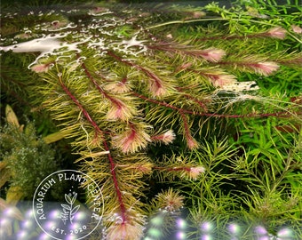 Rotala sp. "Enie" / Rotala sp. "Cambodia"/Live Aquarium/Aquatic/Background/Red Plant,Planted Tank,Aquascape