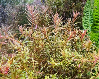 Rotala H'Ra, Live Aquarium/Aquatic/Pond/Freshwater/Background/Mid-ground/Red/Stem Plant, Planted Tank, Aquascaping