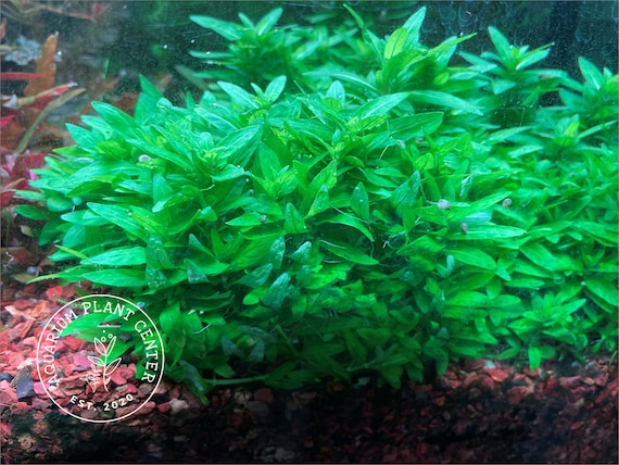 Staurogyne repens, Live Aquarium/Aquatic/Foreground/Low Light Plant, Planted Tank, Aquascaping