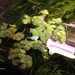 Red root floater, Phyllanthus fluitans, Live Aquarium/Floating/Pond/aquatic Plant, Aquascaping, betta tank