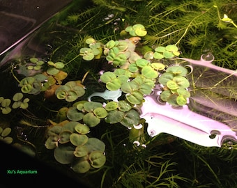 Red root floater, Phyllanthus fluitans, Live Aquarium/Floating/Pond/aquatic Plant, Aquascaping, betta tank