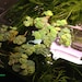 see more listings in the Floating Plant section