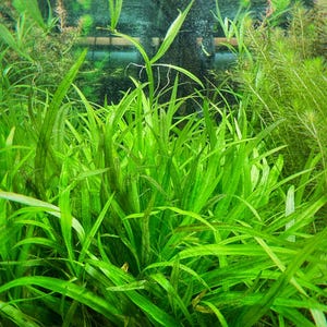 Helanthium tenellum, Live Aquarium/Aquatic/Foreground/Carpet/Freshwater Plant, Planted Tank, Aquascaping