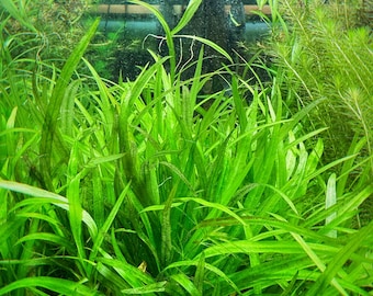 Hellfire Bucephalandra Pot - Buce Live Aquarium Plant Aquascape