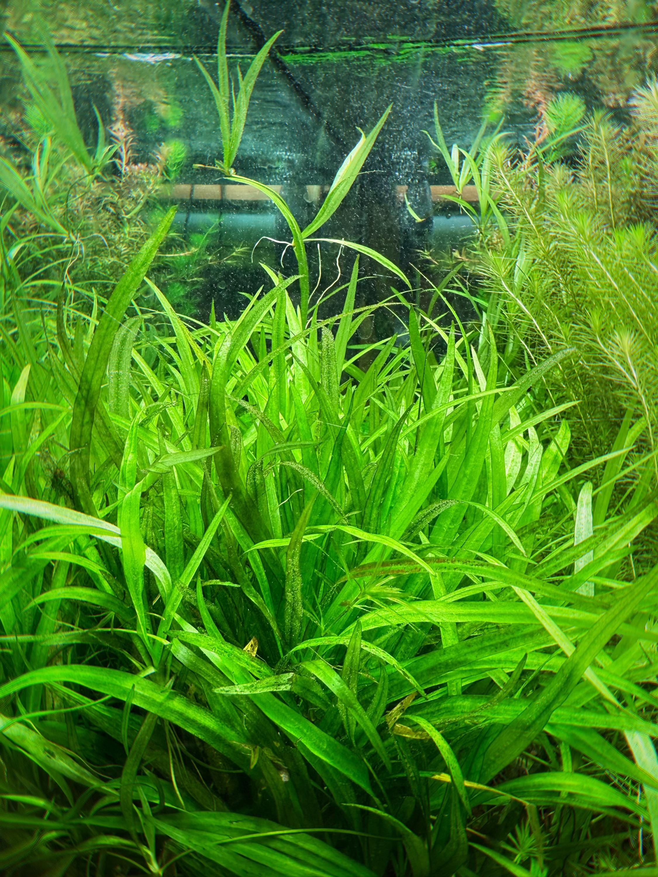 Phyllanthus tenellus