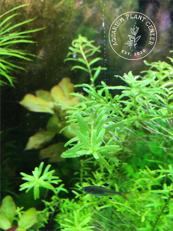 rotala small leaf