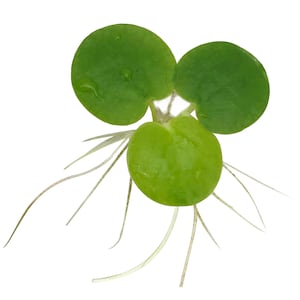 Venta Amazon frogbit, Limnobium laevigatum, Acuario Vivo/Acuático/Flotante/Planta de Estanque imagen 2