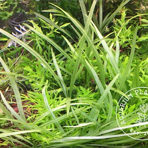 Helanthium tenellum, Live Aquarium/Aquatic/Foreground/Carpet/Freshwater Plant, Planted Tank, Aquascaping
