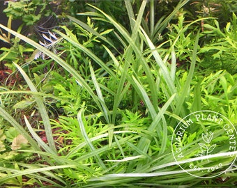 Helanthium tenellum, Live Aquarium/Aquatic/Foreground/Carpet/Freshwater Plant, Planted Tank, Aquascaping