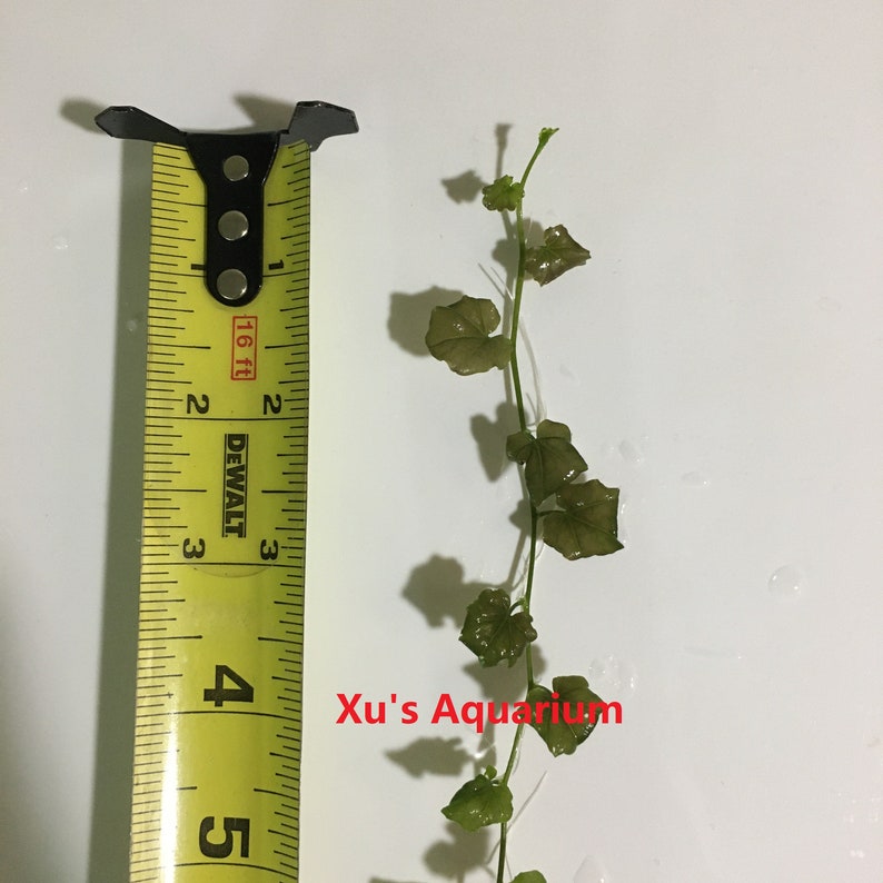 Cardamine lyrata sp. Vietnam Live Aquarium/Aquatic/Stem Plant, Planted Tank image 2