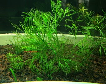 Water Sprite, Ceratopteris thalictroides, Live Aquarium/Aquatic/Background/Red Plant,Planted Tank,Aquascape