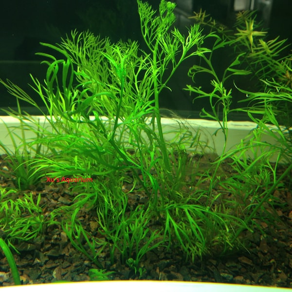 Water Sprite, Ceratopteris thalictroides, Live Aquarium/Aquatic/Background/Red Plant,Planted Tank,Aquascape