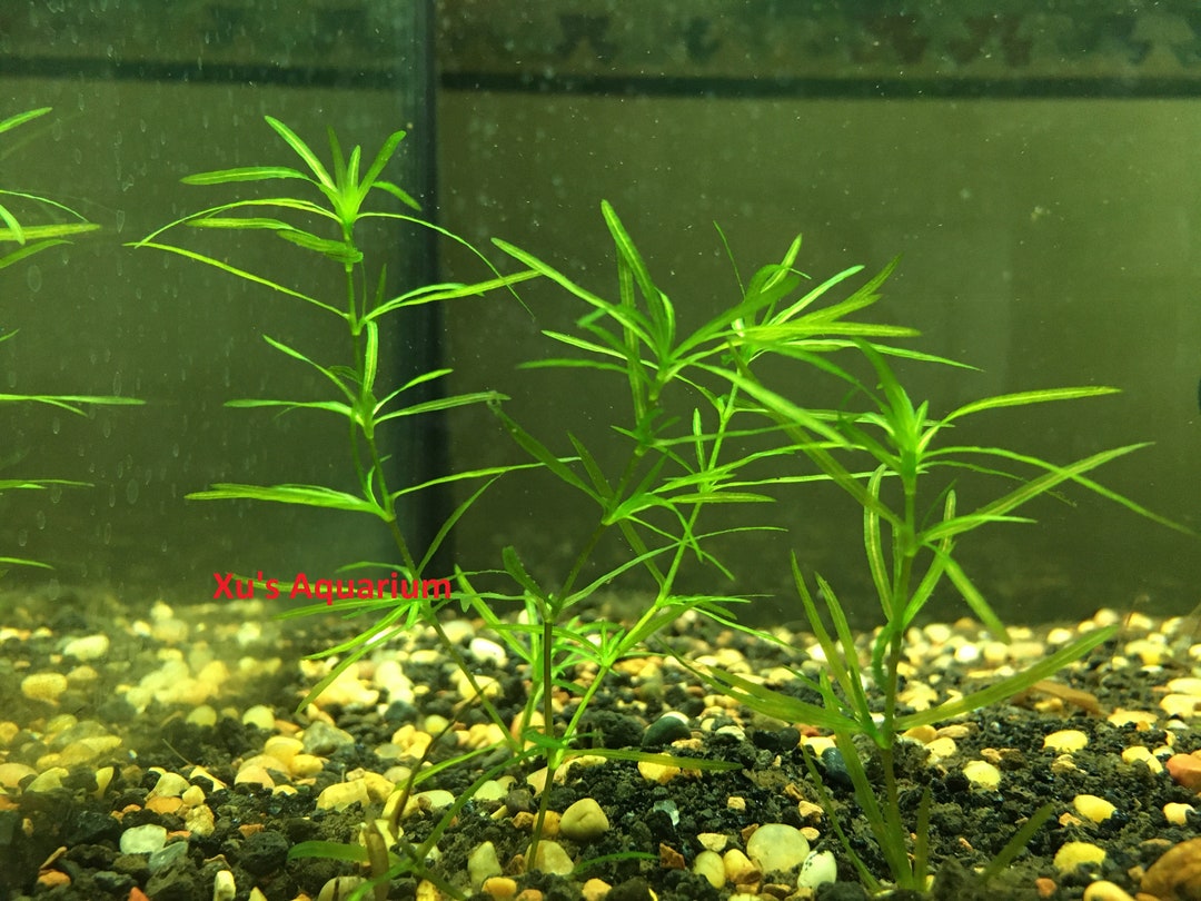 Professional Grade 2-Pack Aquarium Grass: Small Leaf and Long Hair
