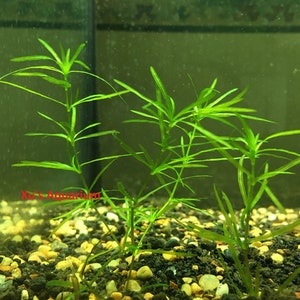 Guppy Grass, Najas guadalupensis, Live Aquarium/Aquatic/Shrimp/Low Tech,Planted Tank,Aquascape image 1