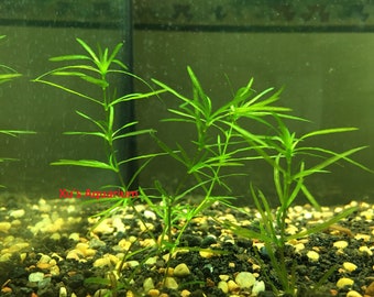 Guppy Grass, Najas guadalupensis, Live Aquarium/Aquatic/Shrimp/Low Tech,Planted Tank,Aquascape