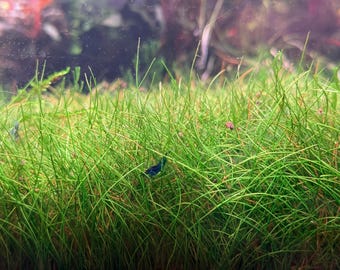 Mini Dwarf Hairgrass / Eleocharis acicularis mini (parvula) / Live Aquarium/Aquatic/Foreground/Carpet Plant/Planted Tank/Aquascape