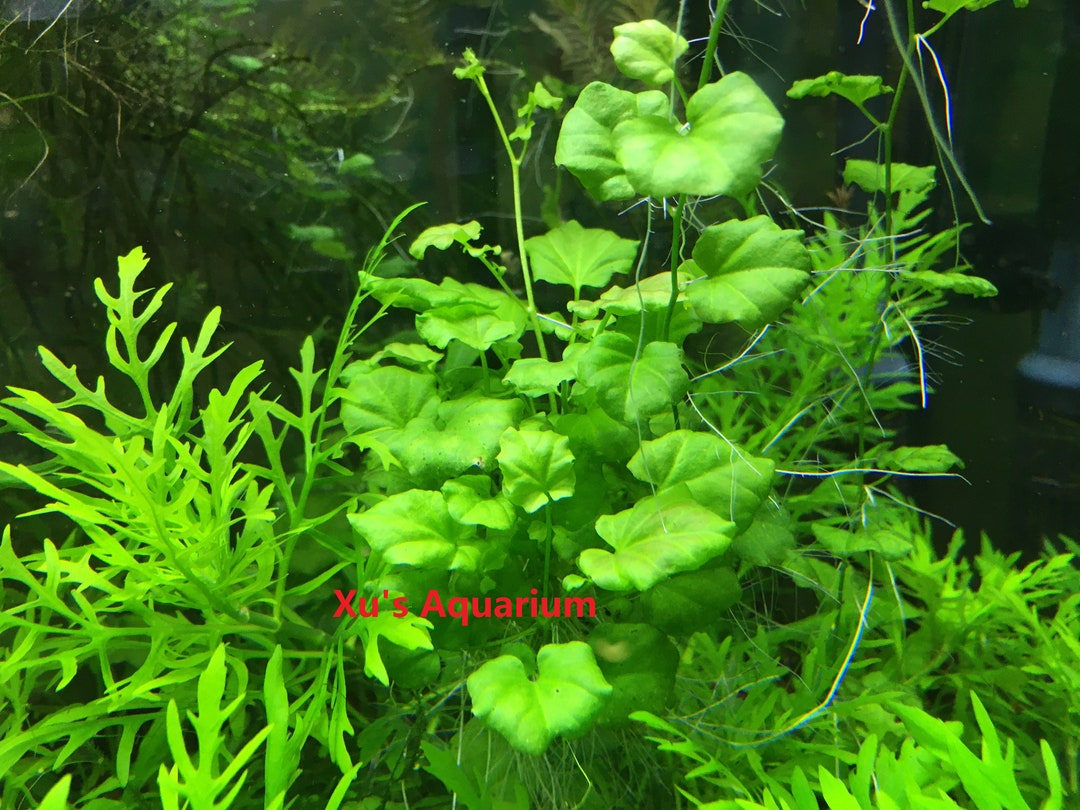 Cardamine Lyrata Sp. Vietnam Live Aquarium/aquatic/stem Plant - Etsy