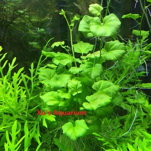 Cardamine lyrata sp. Vietnam Live Aquarium/Aquatic/Stem Plant, Planted Tank image 4