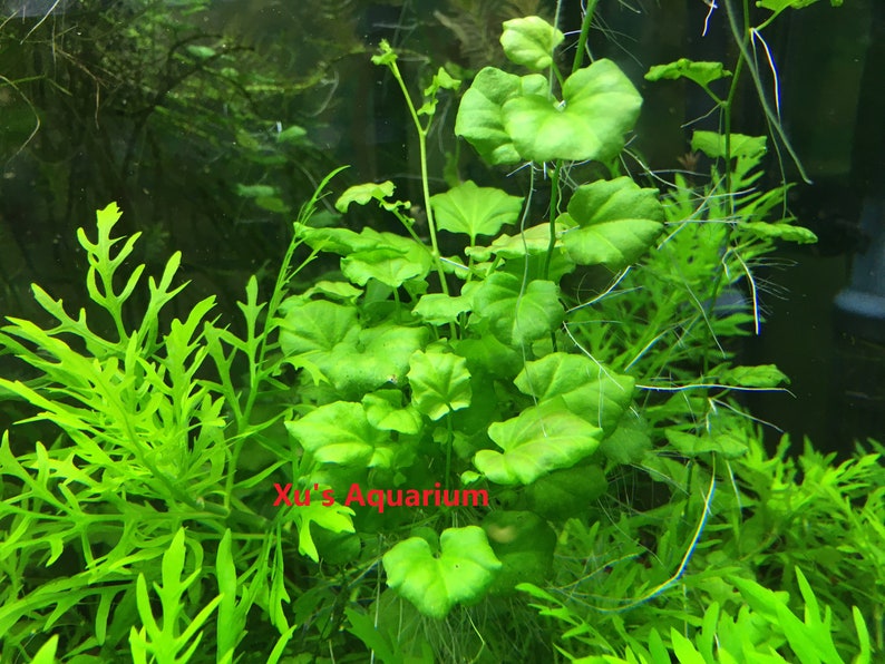 Cardamine lyrata sp. Vietnam Live Aquarium/Aquatic/Stem Plant, Planted Tank image 4